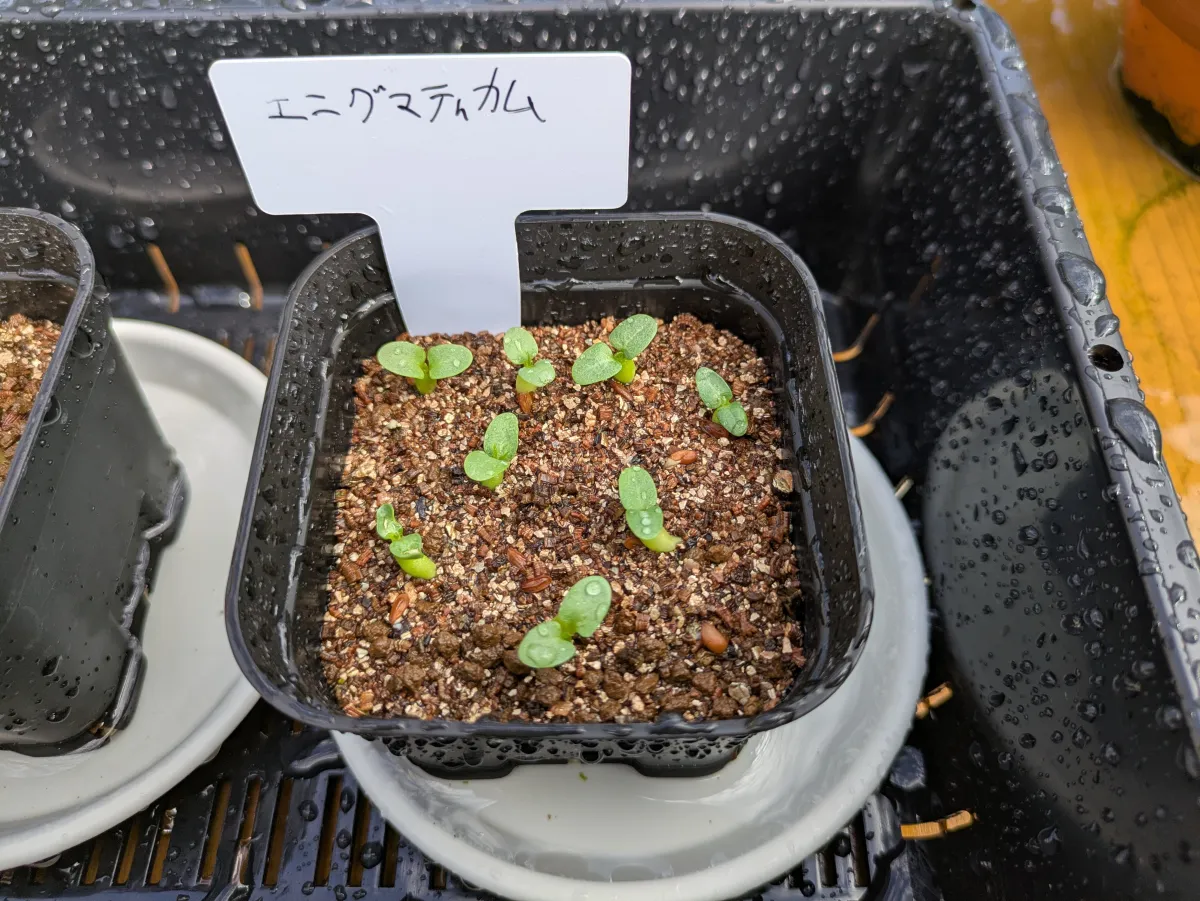 Pachypodium enigmaticum (パキポディウム エニグマチカム)