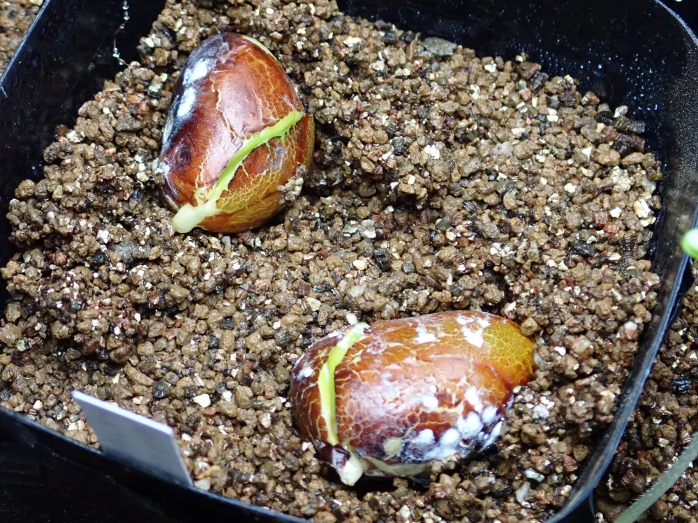 Artocarpus heterophyllus (アルトカルプス ジャックフルーツ（パラミツ）)