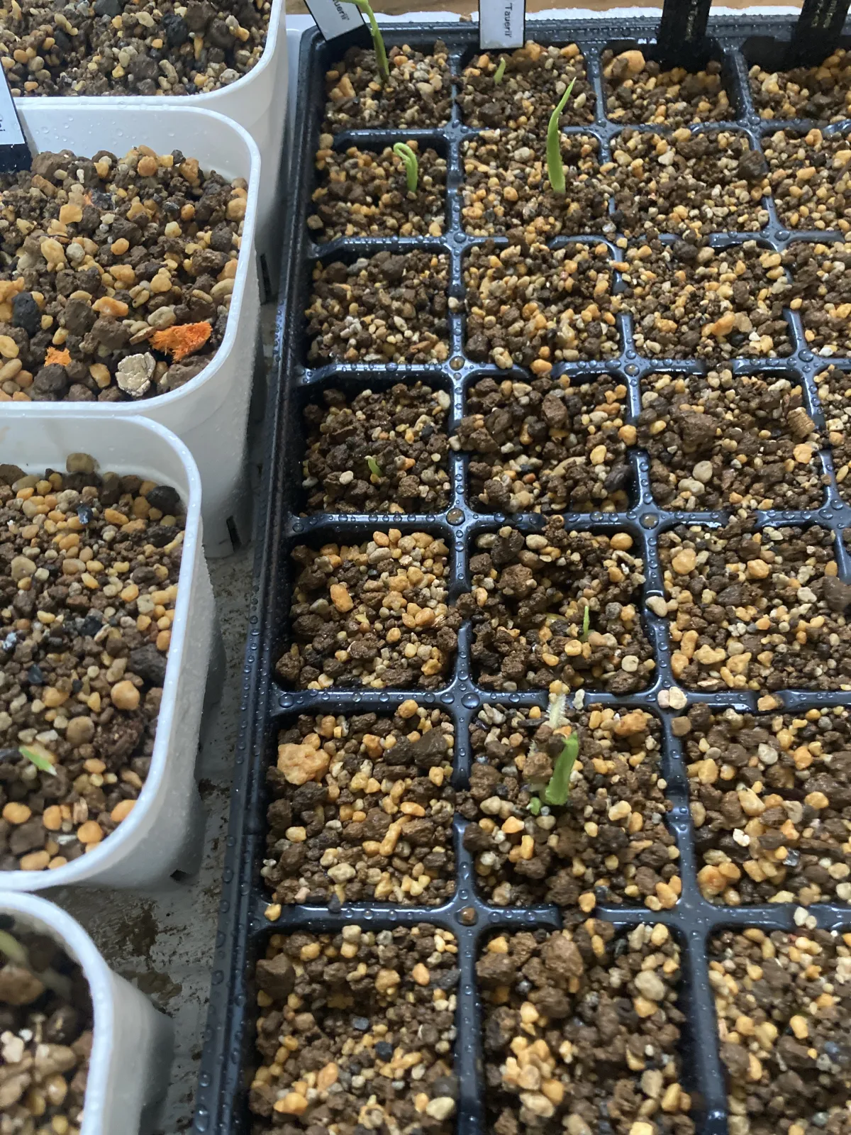 Monstera deliciosa Tauerii (モンステラ タウエリー)