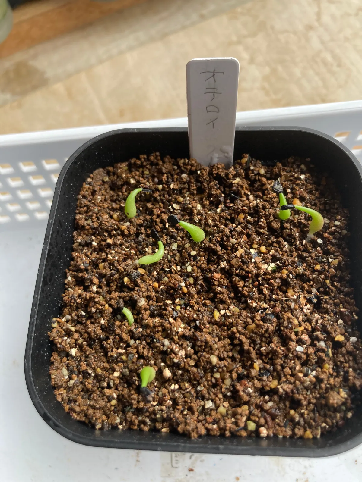 Agave oteroi (アガベ オテロイ)