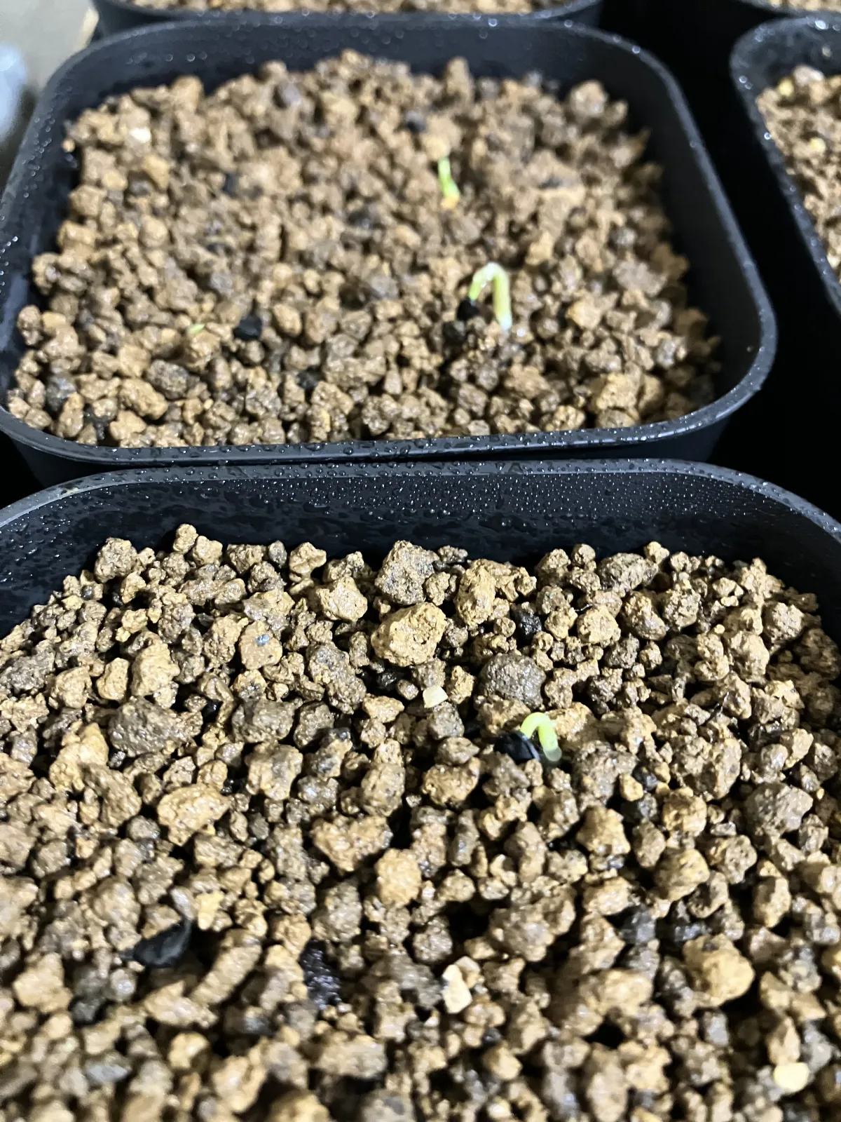 Agave temacapulinensis (アガベ テマカプリネンシス)