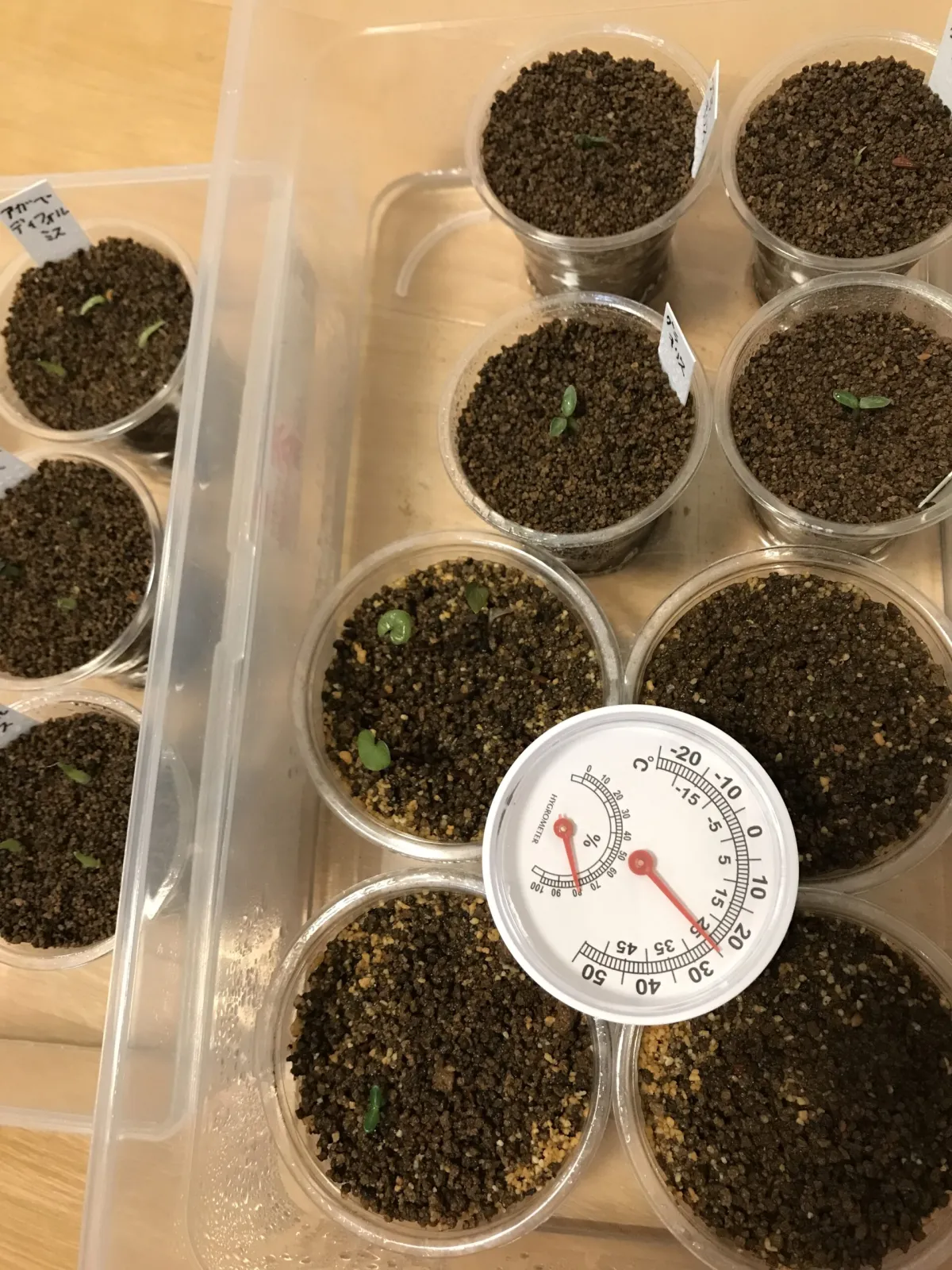 Pachypodium rosulatum var. gracilius (パキポディウム グラキリス)