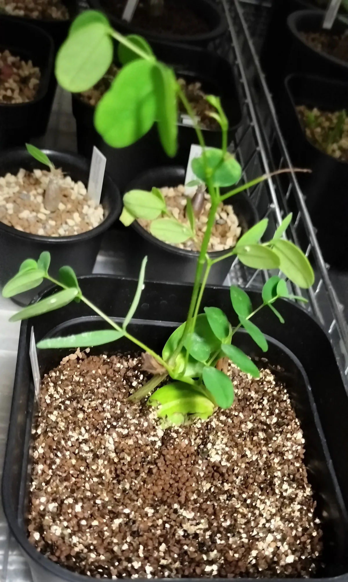 Delonix pumila (デロニクス プミラ)