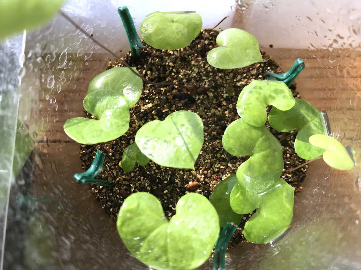 Dioscorea elephantipes (ディオスコレア エレファンティペス アフリカ亀甲竜)