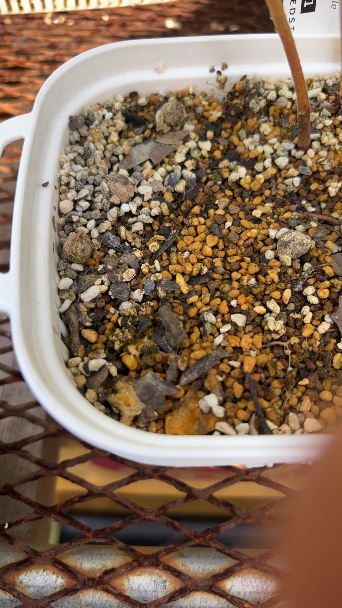 Cyphostemma laza (キフォステンマ ラザ)