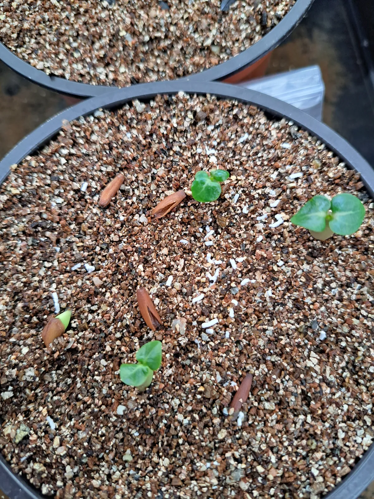 Adenium obesum thai socotranum DHA (アデニウム タイソコ DHA)