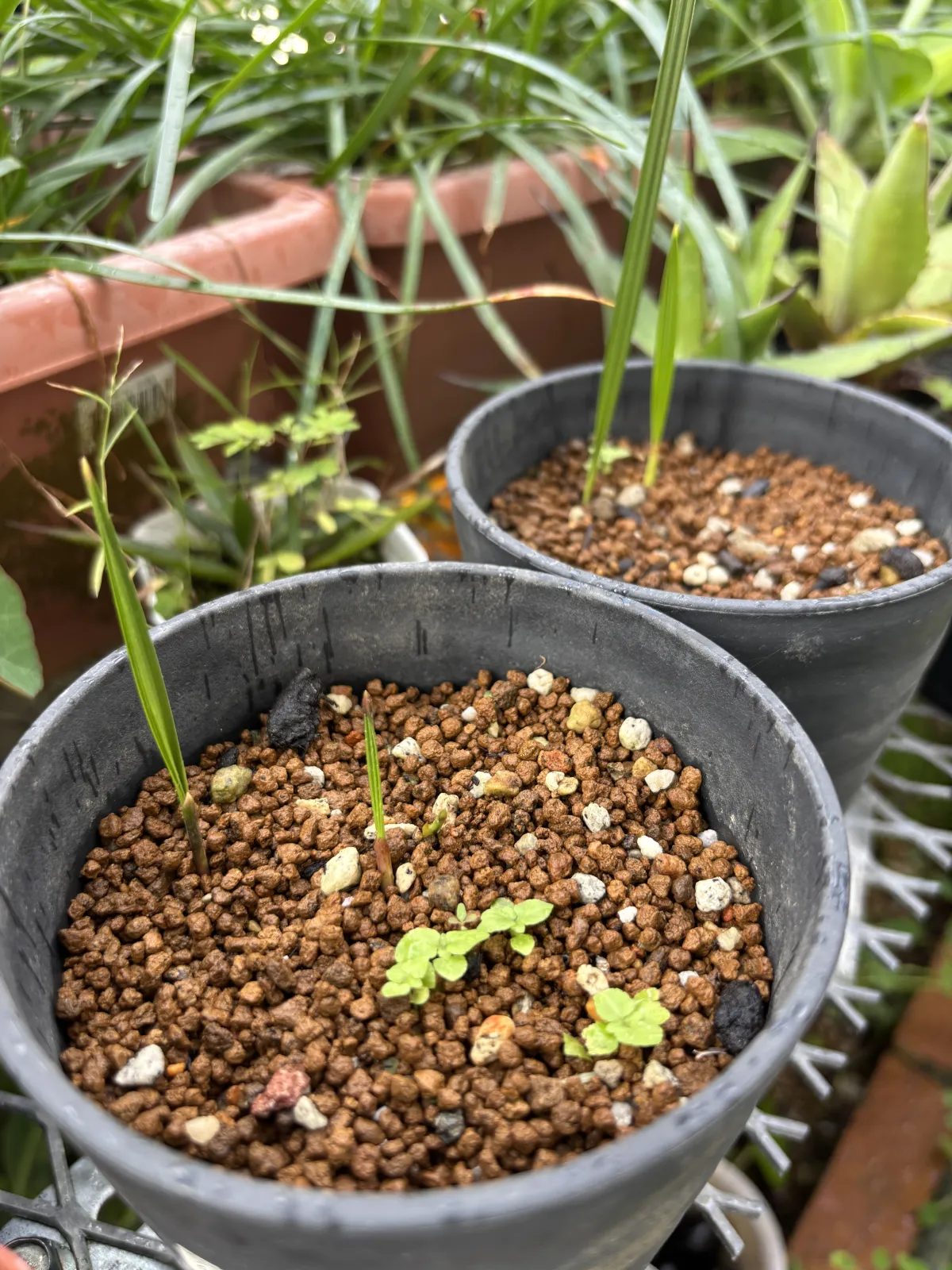 Chamaerops humilis var. cerifera (チャメロプス フミリス セリフェラ)