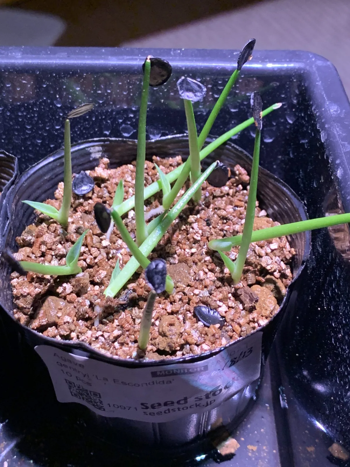 Agave gentryi La Escondida (アガベ ジェントリー ラ・エスコンディーダ)