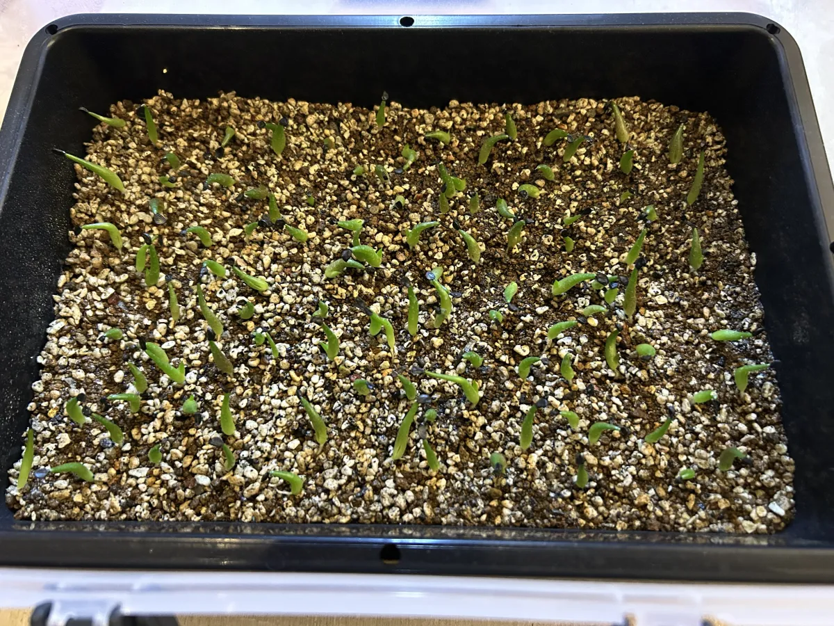 Agave oteroi (アガベ オテロイ)