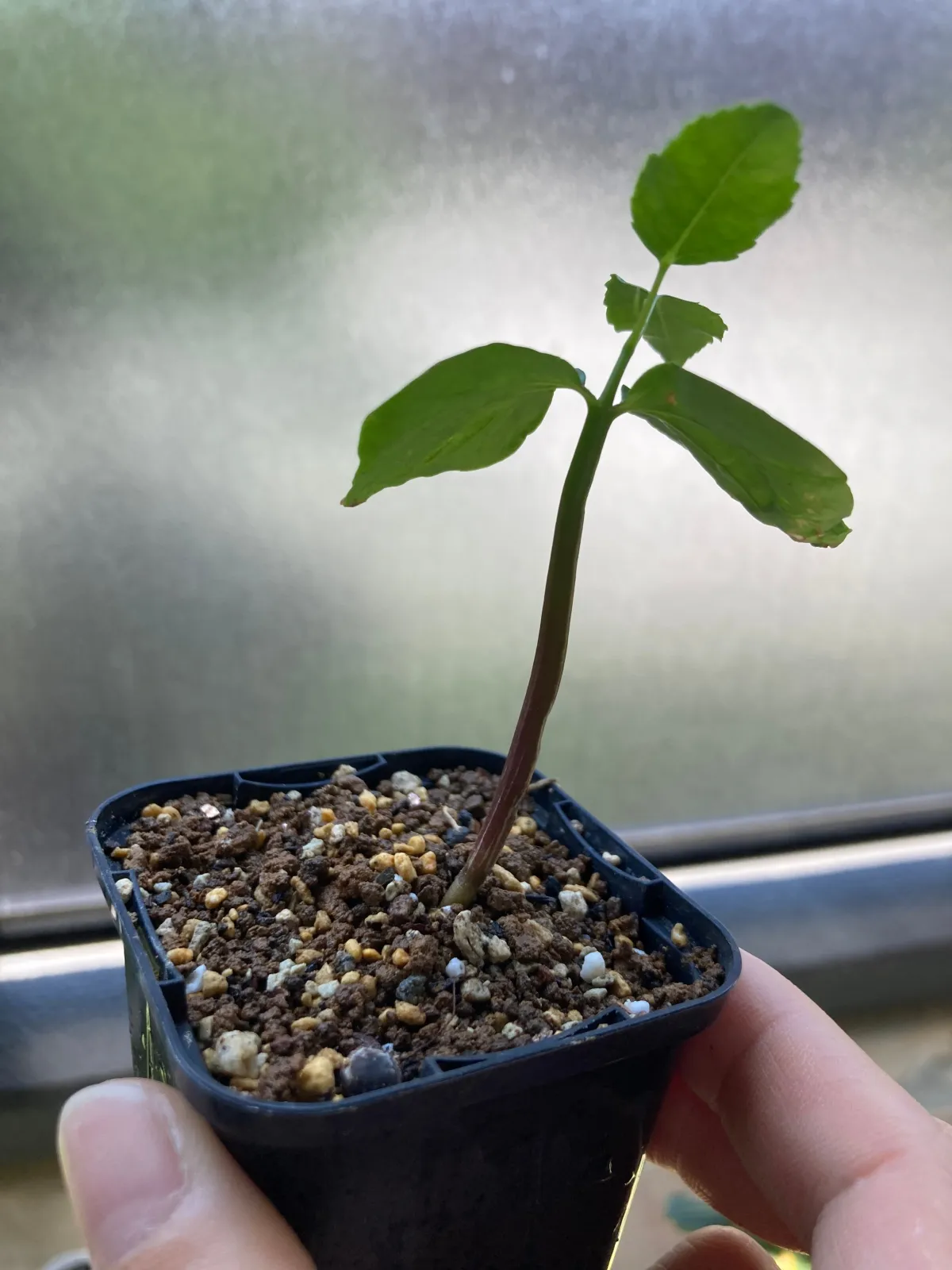 Commiphora neglecta (コミフォラ ネグレクタ)