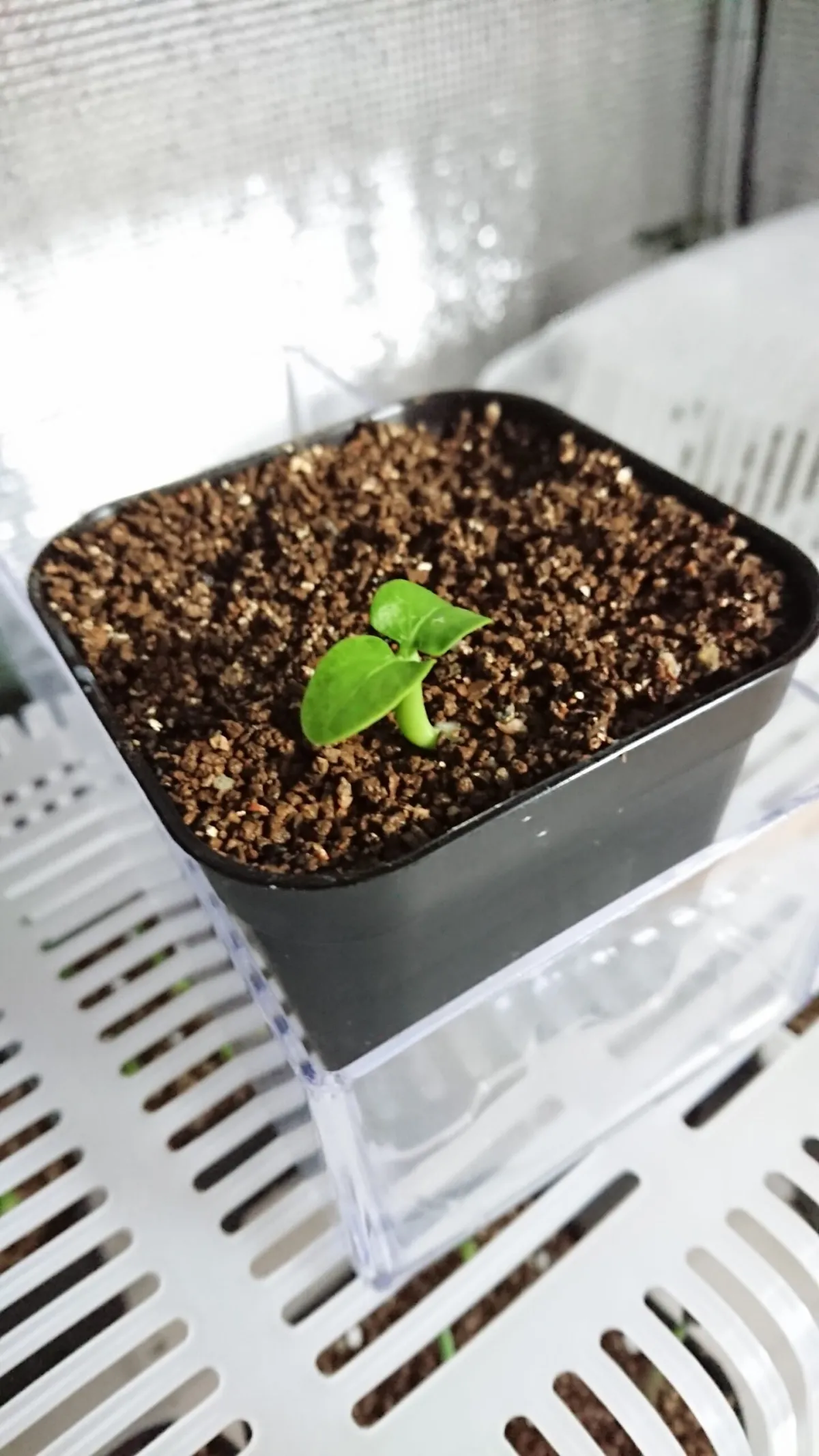 Pachypodium geayi (パキポディウム ゲアイー)