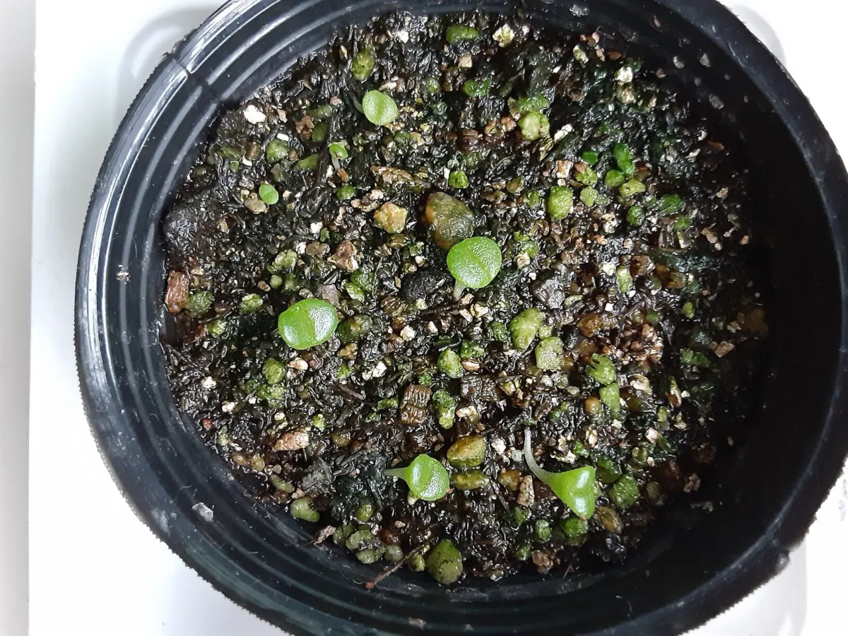 Gibbaeum comptonii (ギバエウム コンプトニ－)