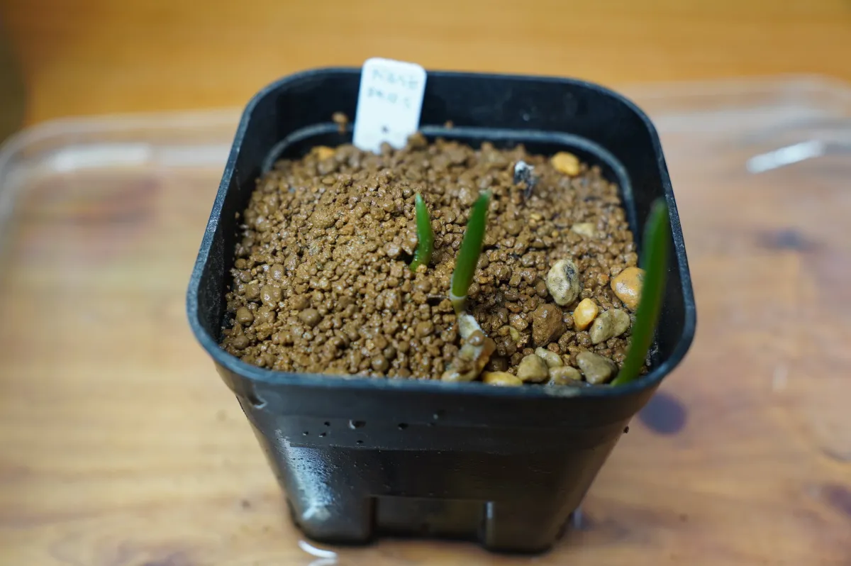 Aloidendron barberae (アロエ バルベラエ)