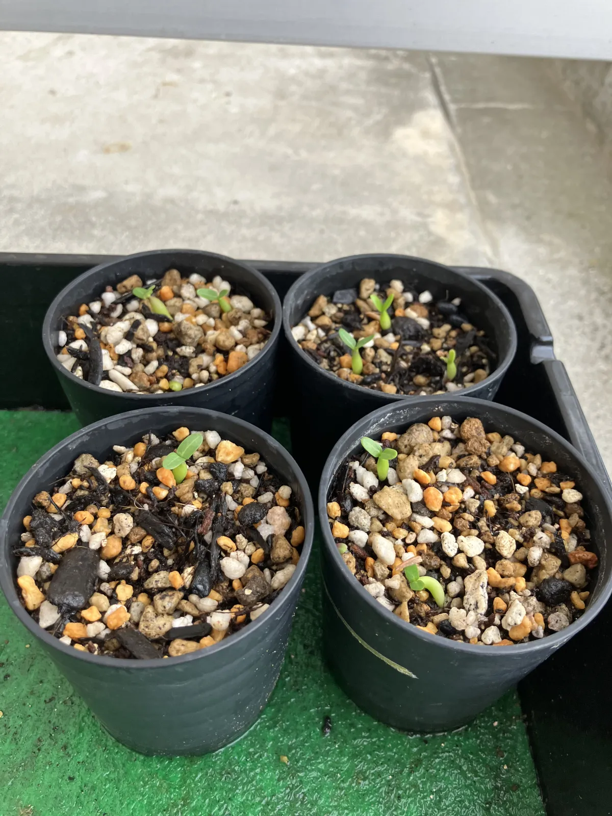 Pachypodium rosulatum (パキポディウム ロスラーツム)