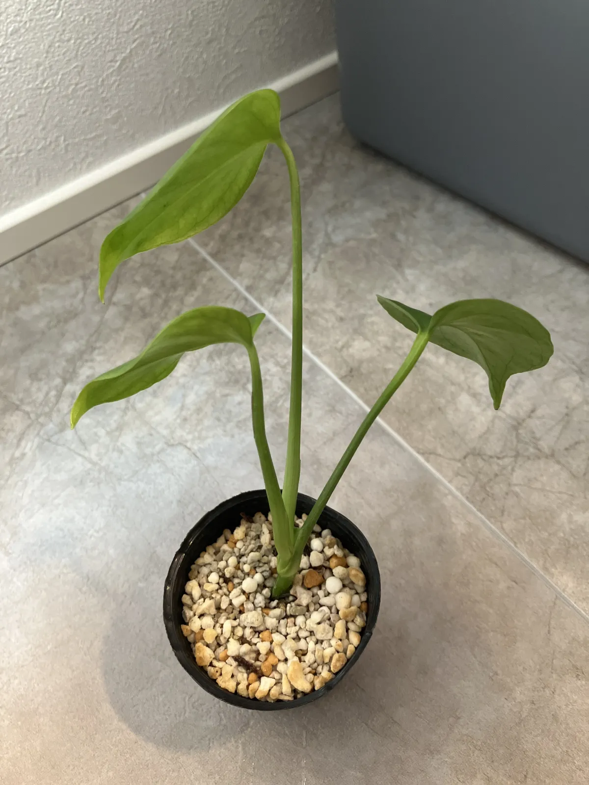 Monstera deliciosa Tauerii (モンステラ タウエリー)