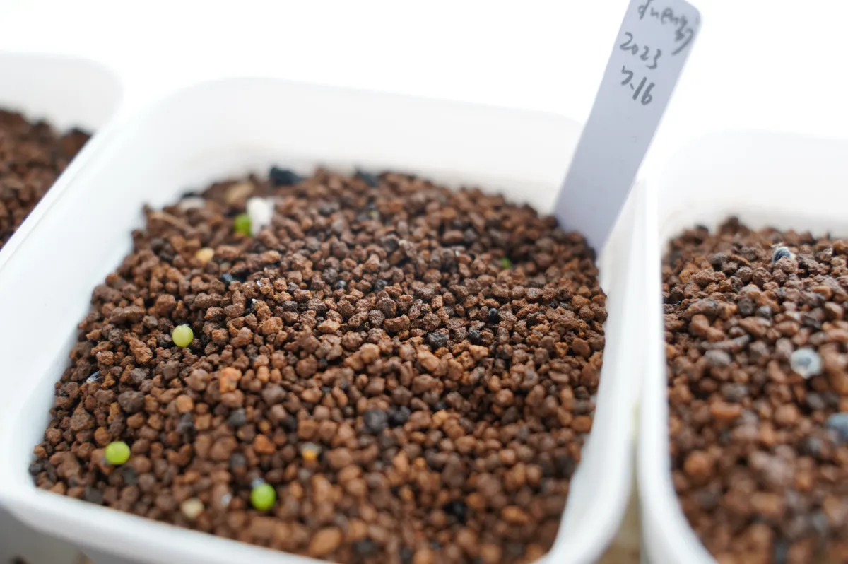 Stenocactus zacatecasensis subsp. zacatecasensis (エキノフォスロカクタス ザカテカセンシス)