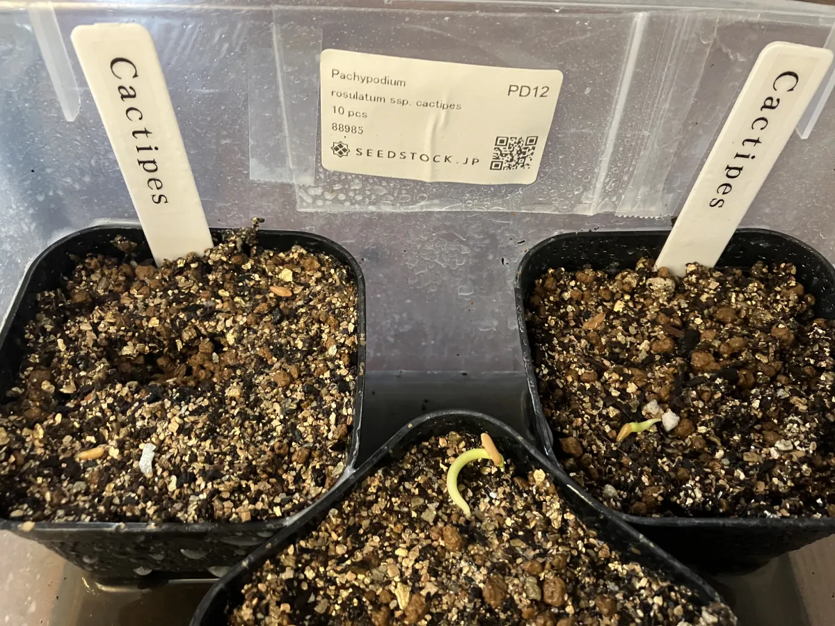 Pachypodium rosulatum ssp. cactipes (パキポディウム カクチペス)