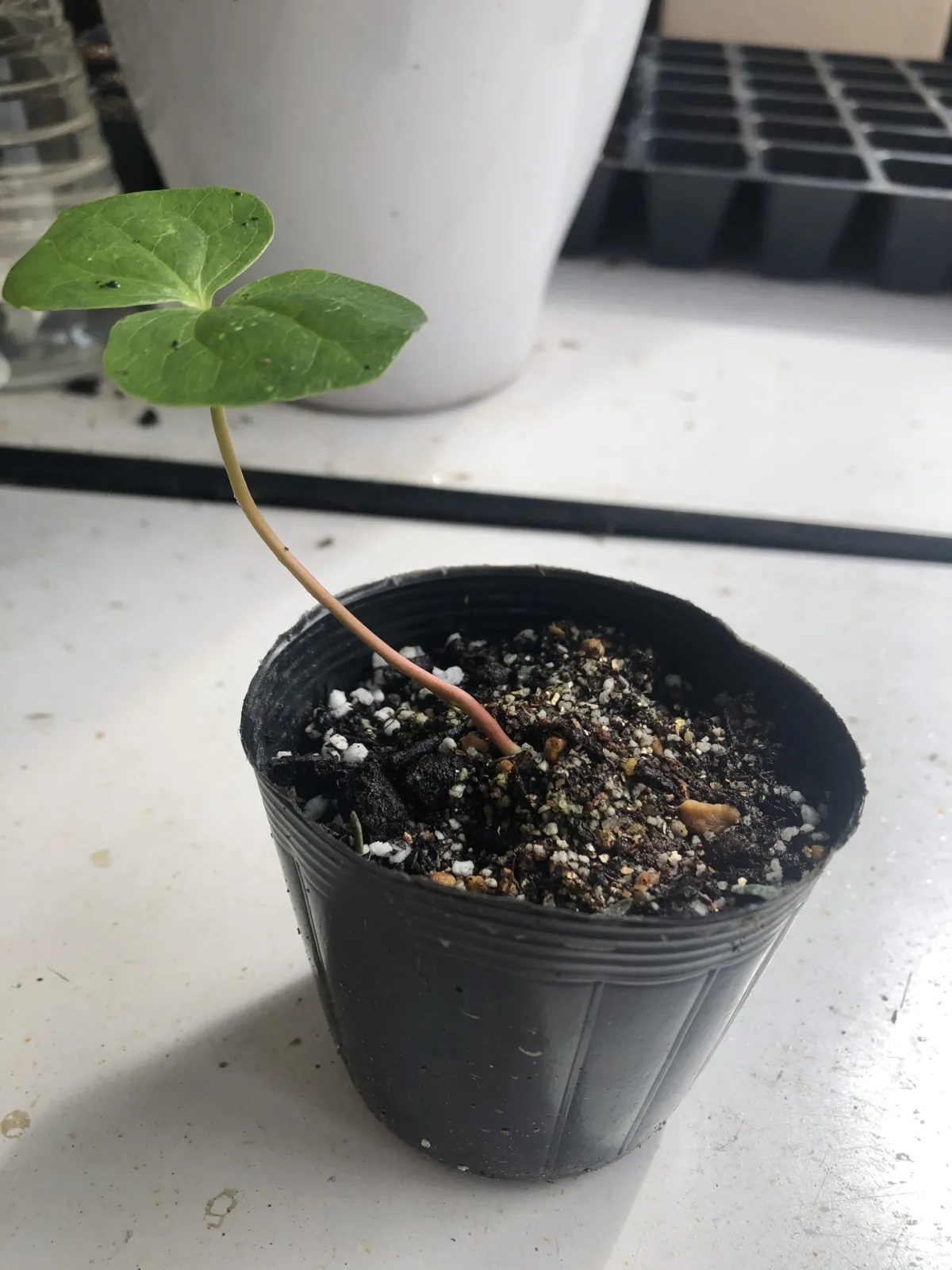 Commiphora edulis (コミフォラ エデュリス)