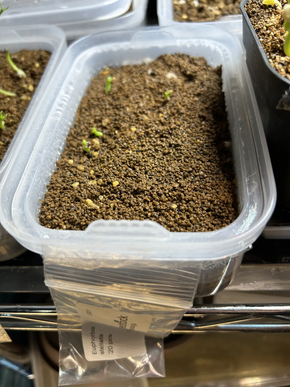 Euphorbia stellata (ユーフォルビア ステラータ 飛竜)