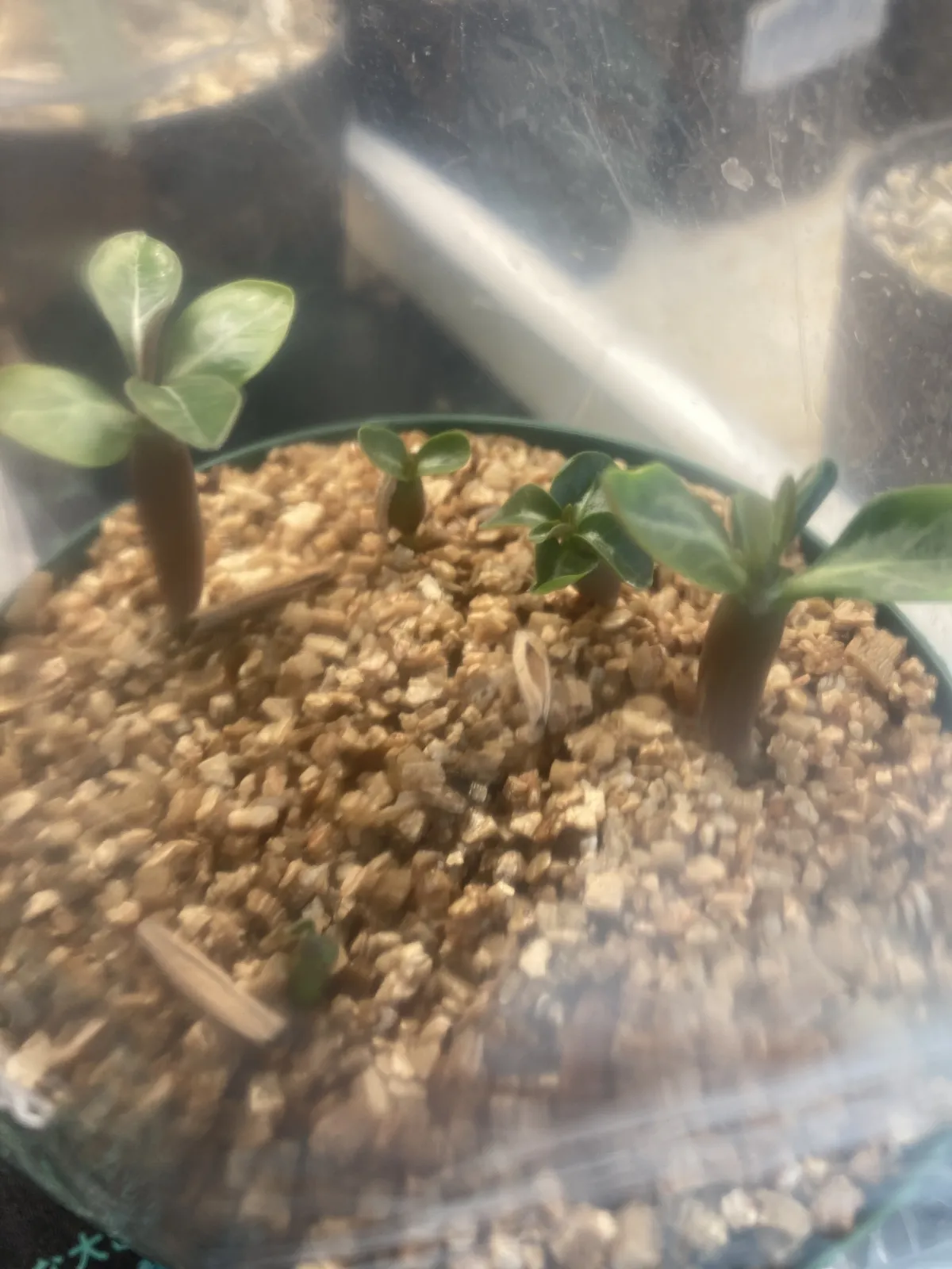 Adenium DHA Medusa (アデニウム DHA Medusa)