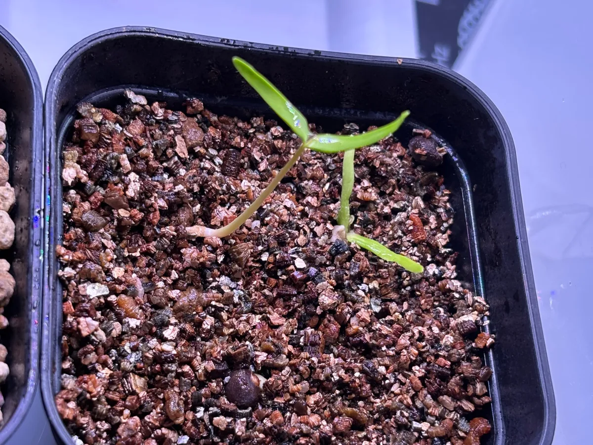 Operculicarya pachypus (オペルクリカリア パキプス)