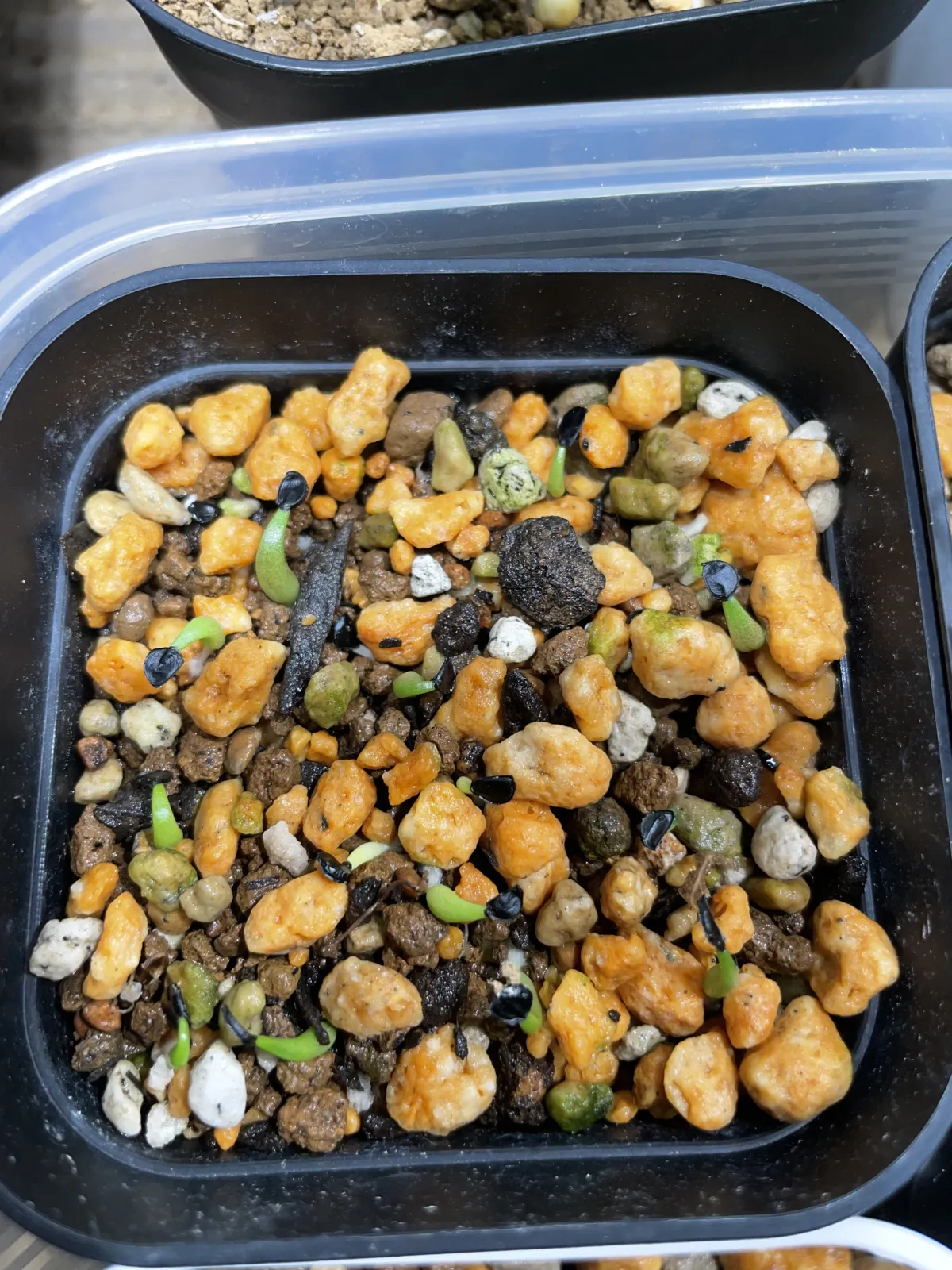 Agave oteroi (アガベ オテロイ)