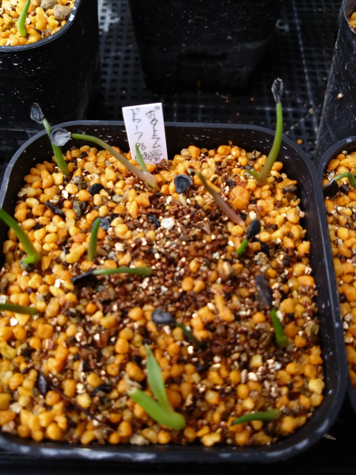 Agave potatorum Dwarf (アガベ ポタトラムドワーフ)