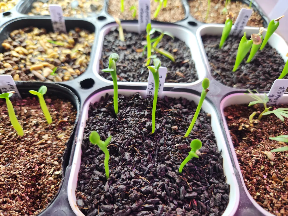 Euphorbia graniticola (ユーフォルビア グラニティコラ)