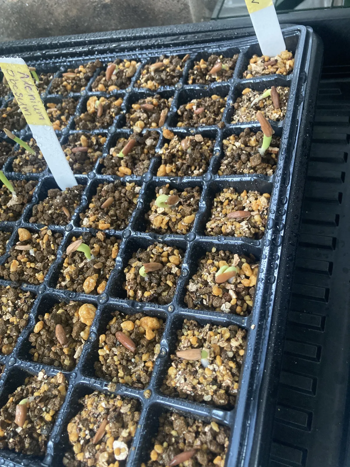 Adenium arabicum (アデニウム アラビカム)