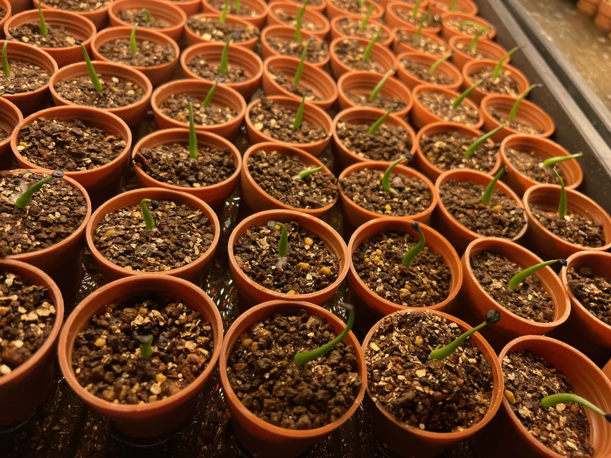 Agave utahensis var. eborispina (アガベ エボリスピナ)