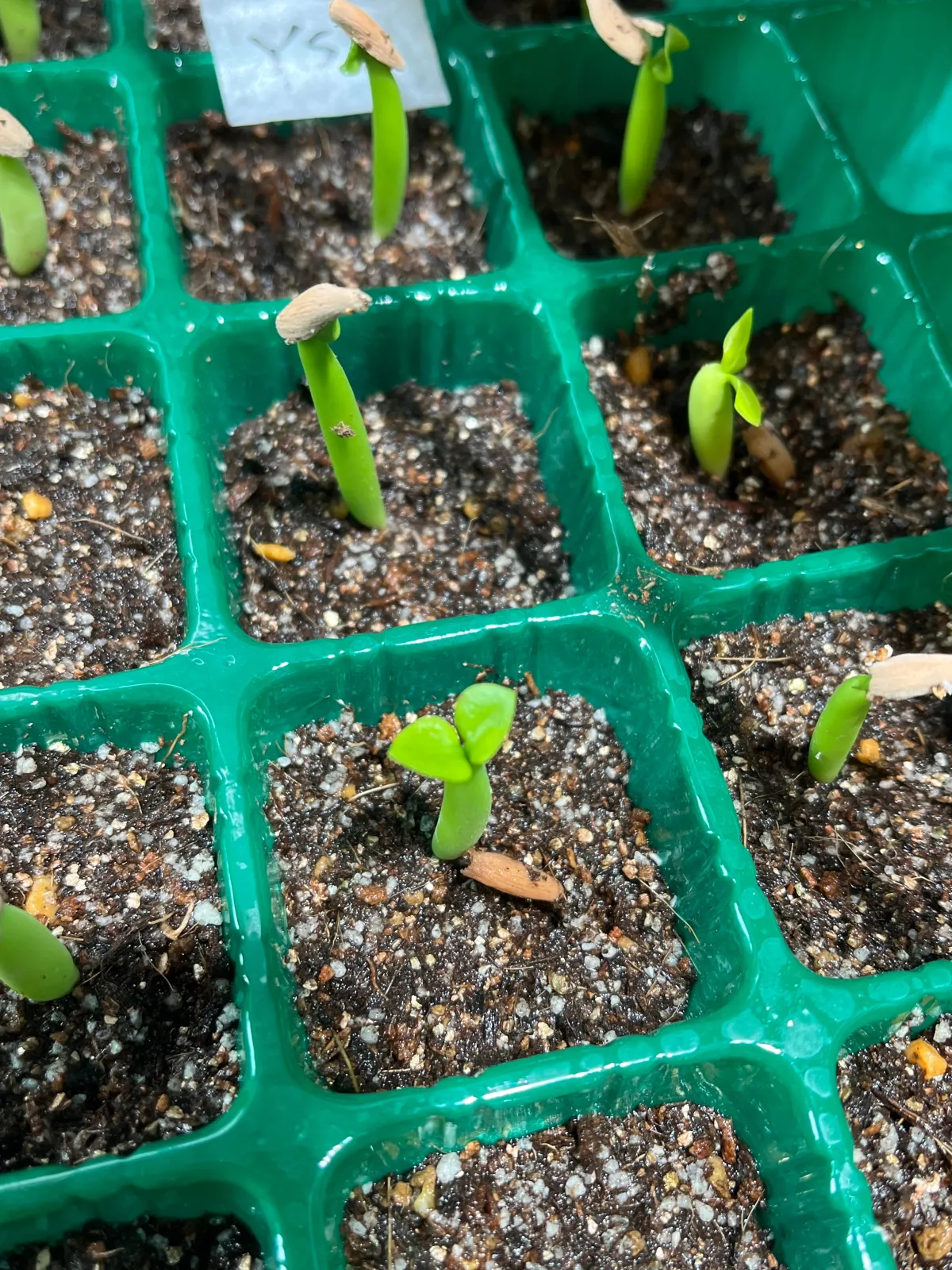 Adenium arabicum (アデニウム アラビカム)