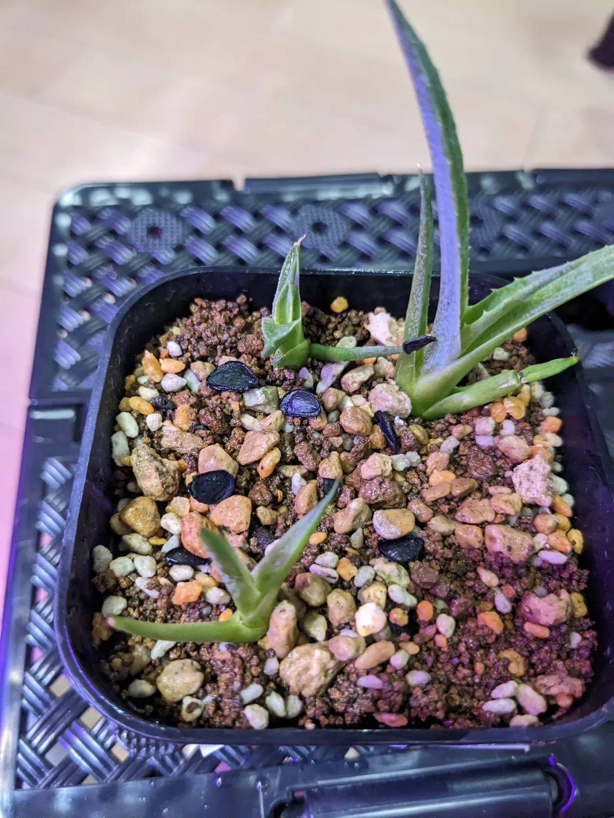 Agave vizcainoensis (アガベ ビスカイノエンシス)