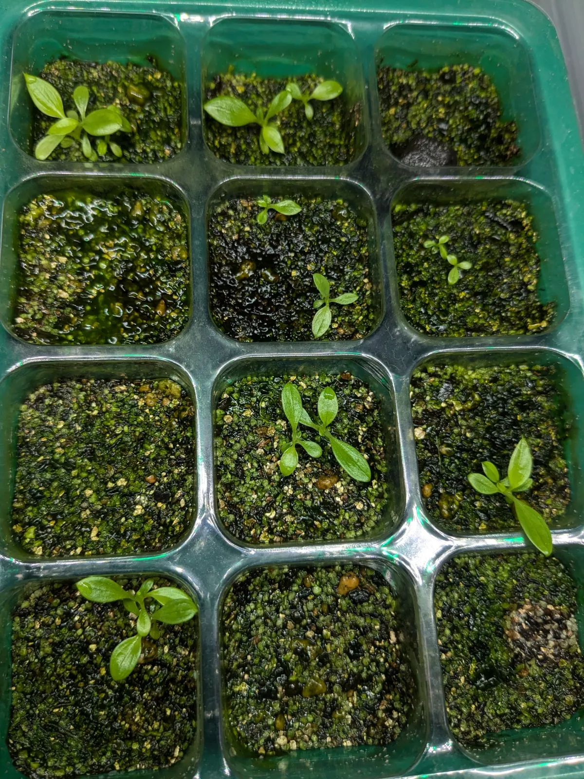 Philodendron lentii (フィロデンドロン レンティ)