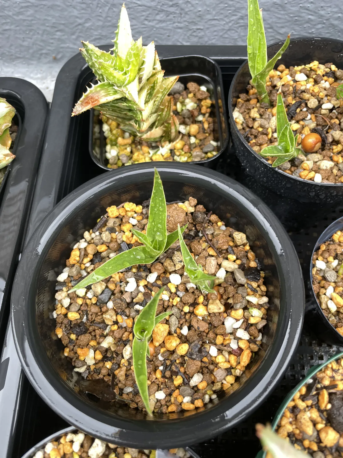 Dracaena draco subsp. draco (ドラセナ ドラコ)