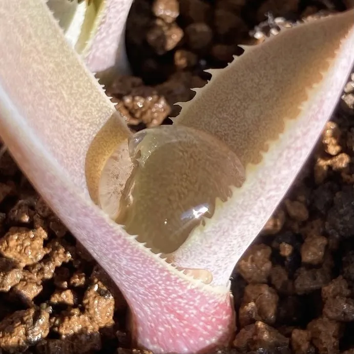 Agave cupreata (アガベ クプレアータ)