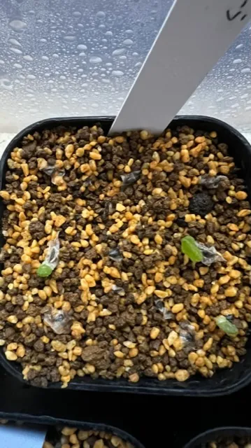 Aloe claviflora (アロエ クラビフローラ)