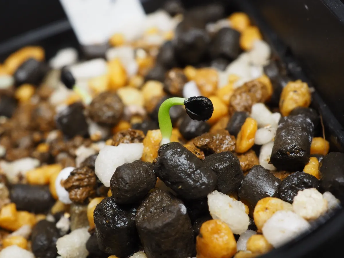 Agave utahensis var. eborispina (アガベ エボリスピナ)