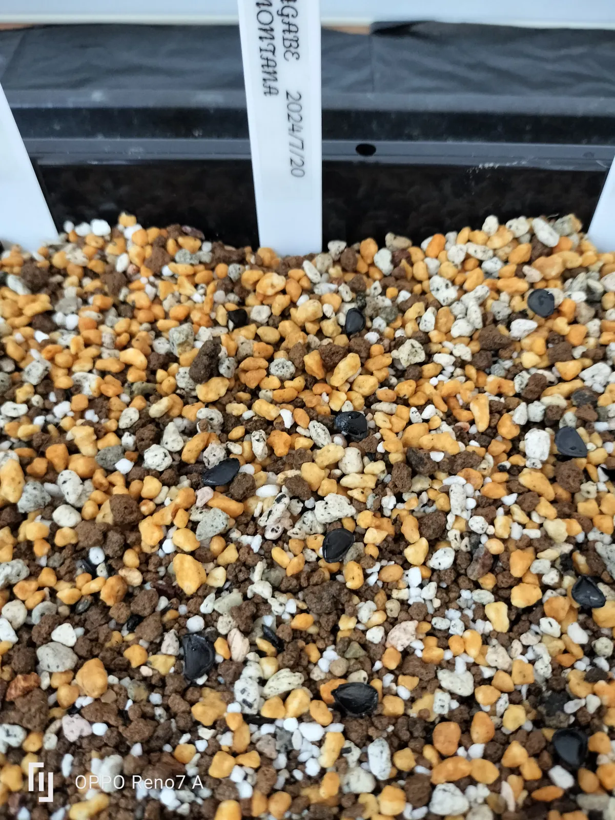 Agave montana (アガベ モンタナ)