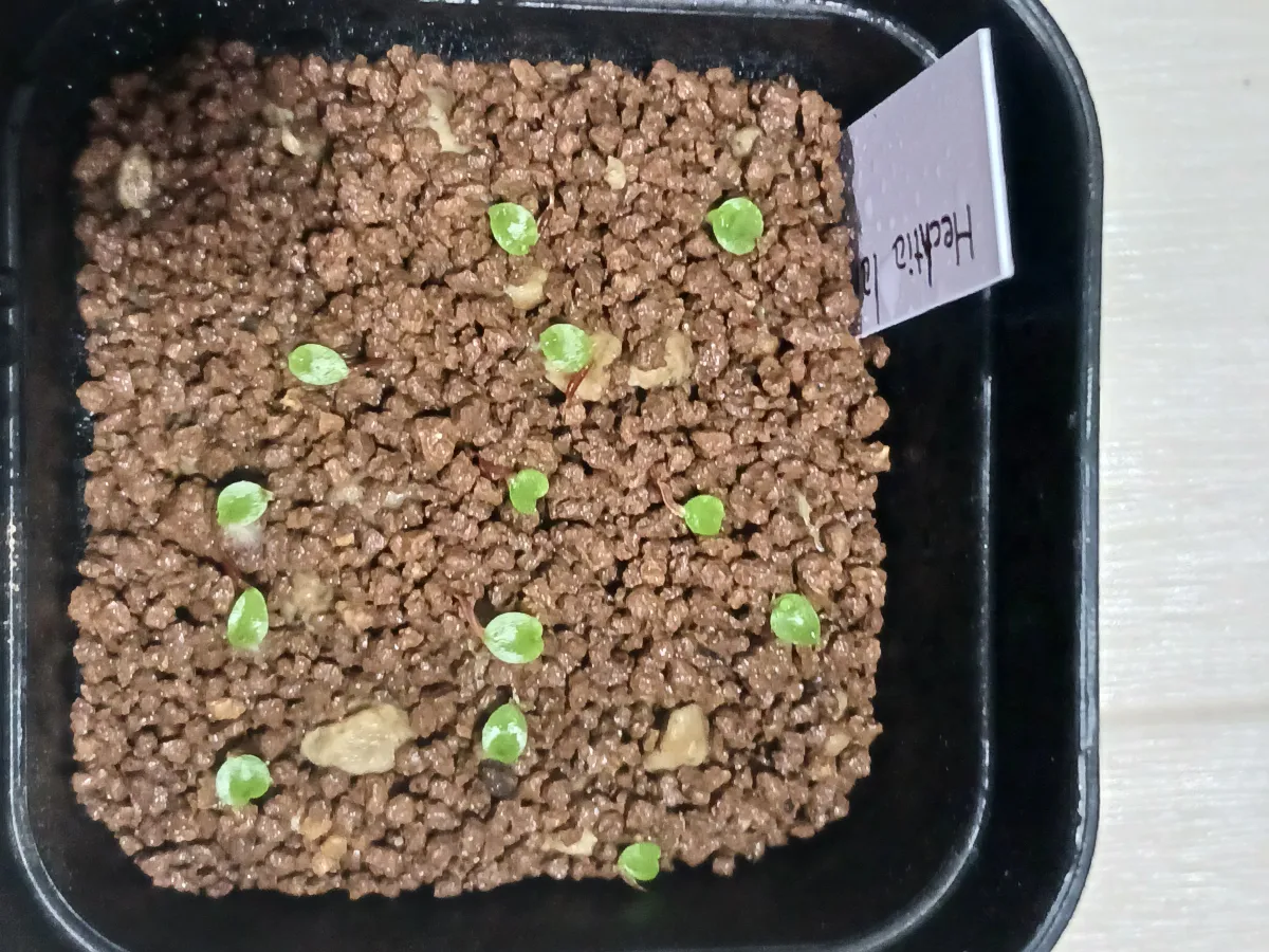 Hechtia lanata (ヘクチア ラナータ)