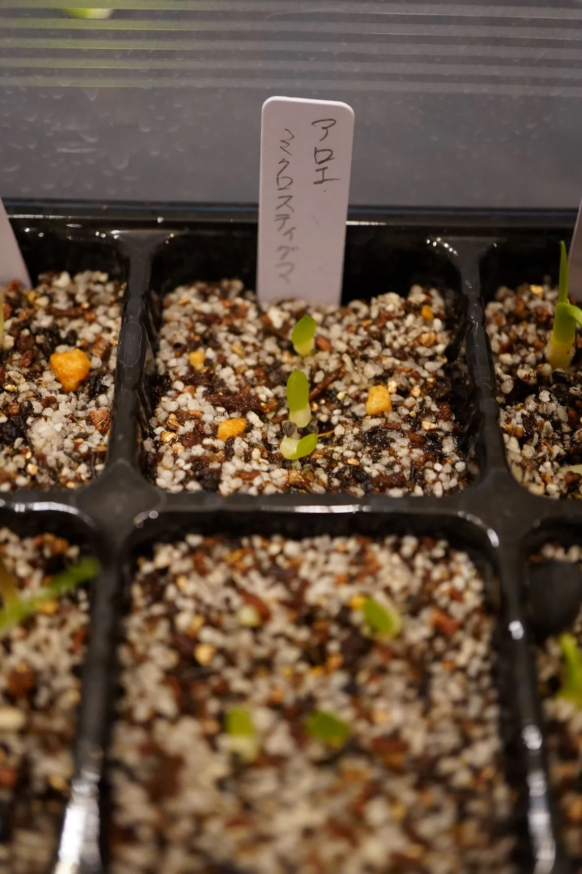 Aloe microstigma subsp. microstigma (アロエ ミクロスティグマ)