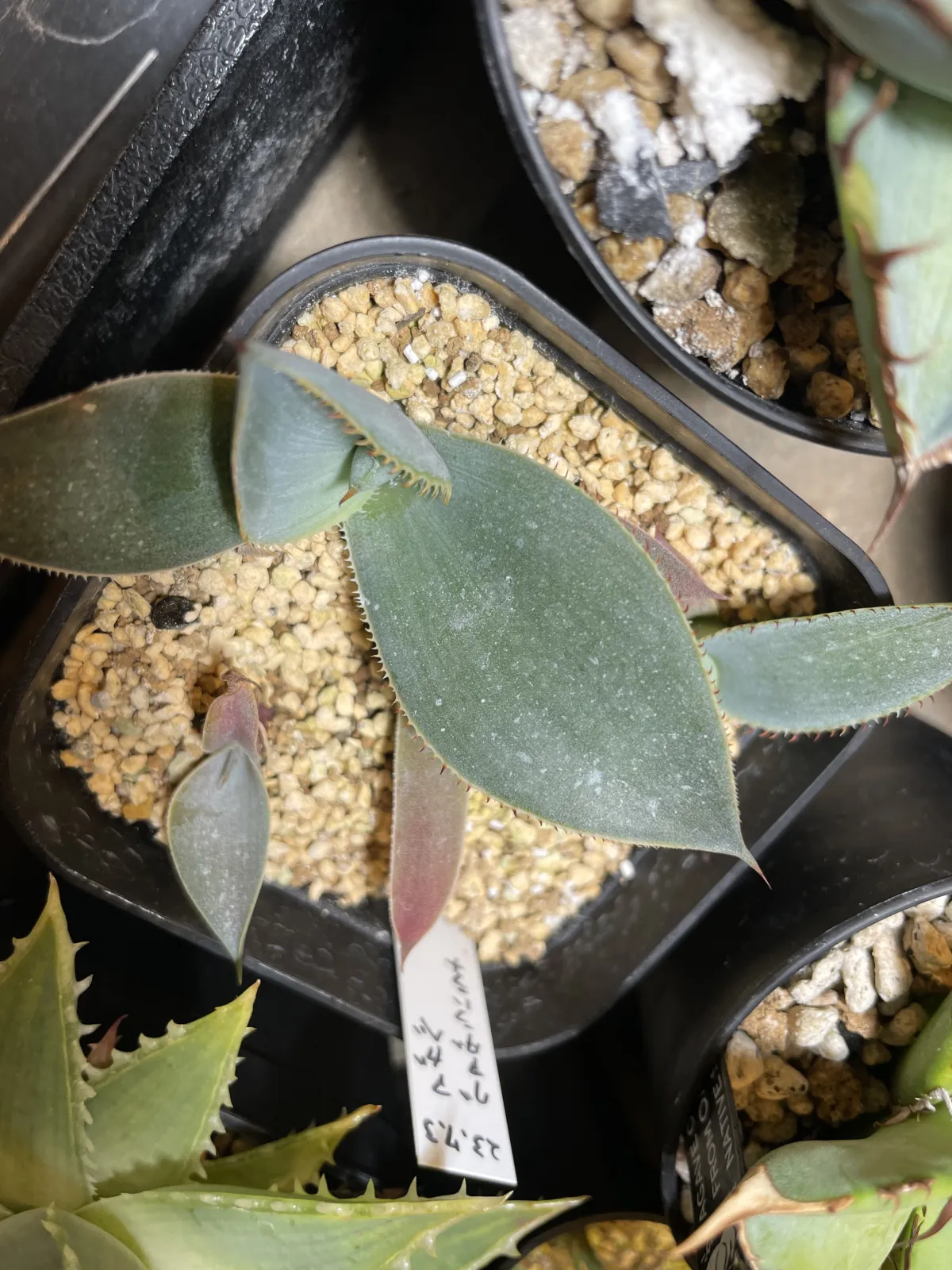 Agave guadalajarana (アガベ グアダラハラナ)