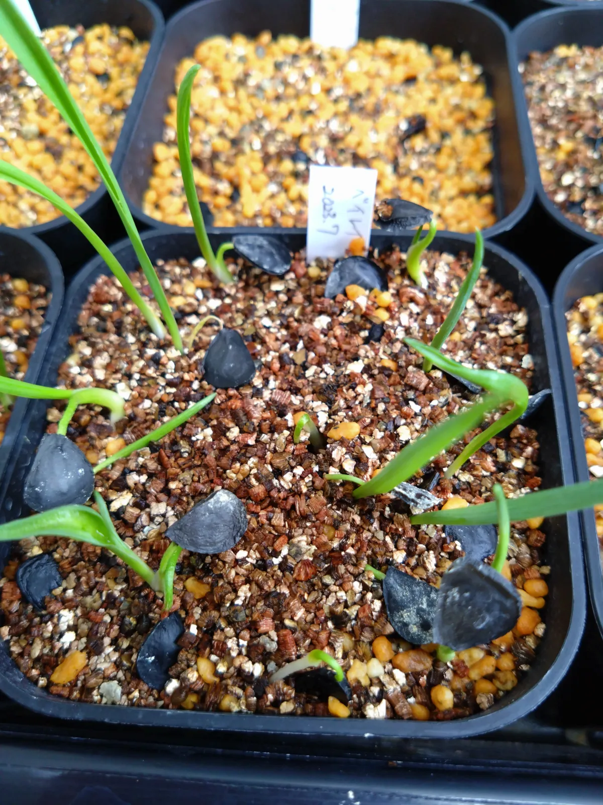 Yucca baileyi (ユッカ ベイレイ)