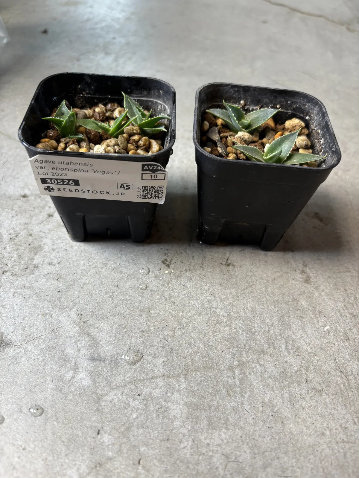 Agave utahensis var. eborispina 'Vegas' (アガベ エボリスピナ ヴェガス)