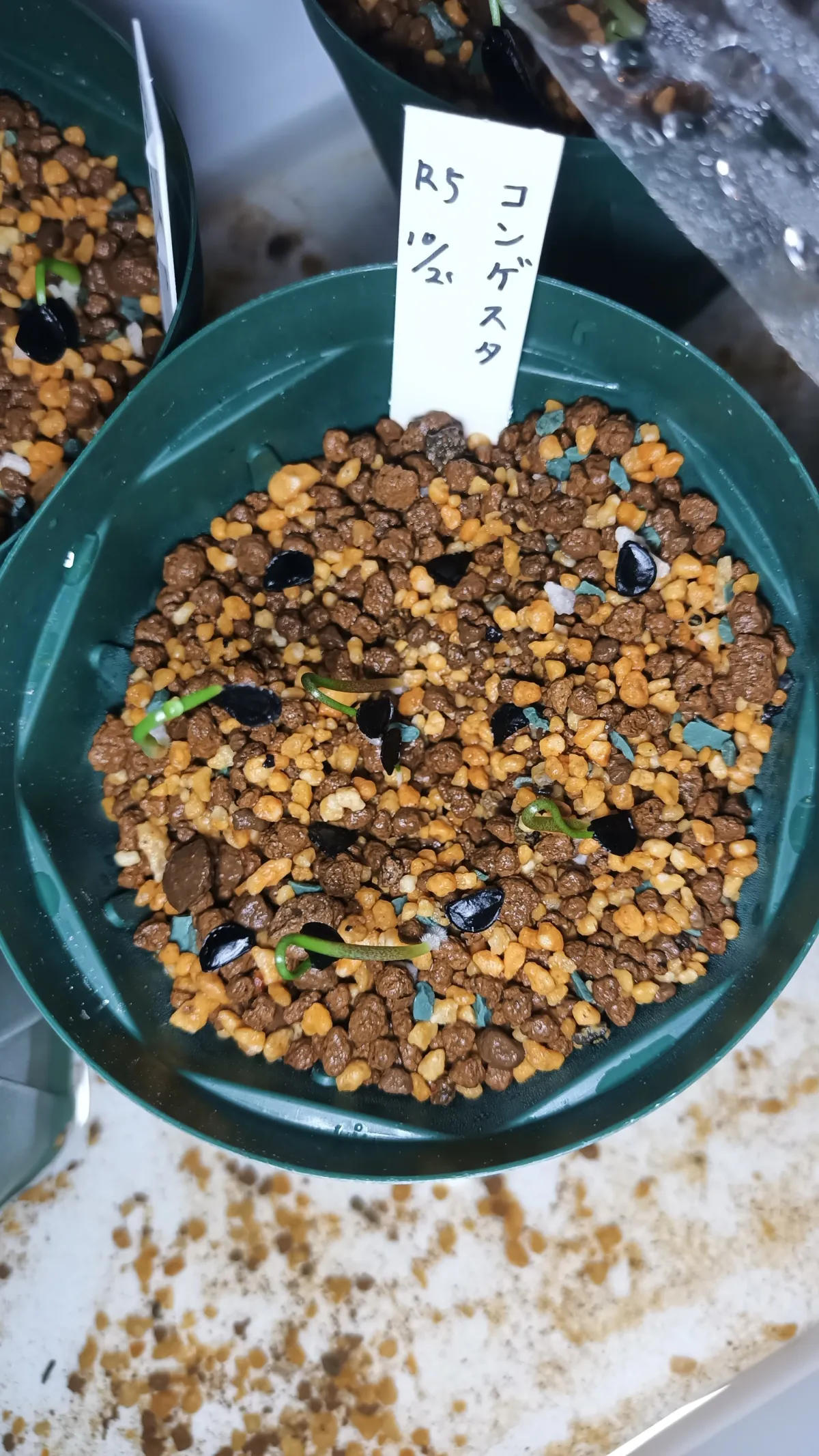 Agave congesta (アガベ コンゲスタ)