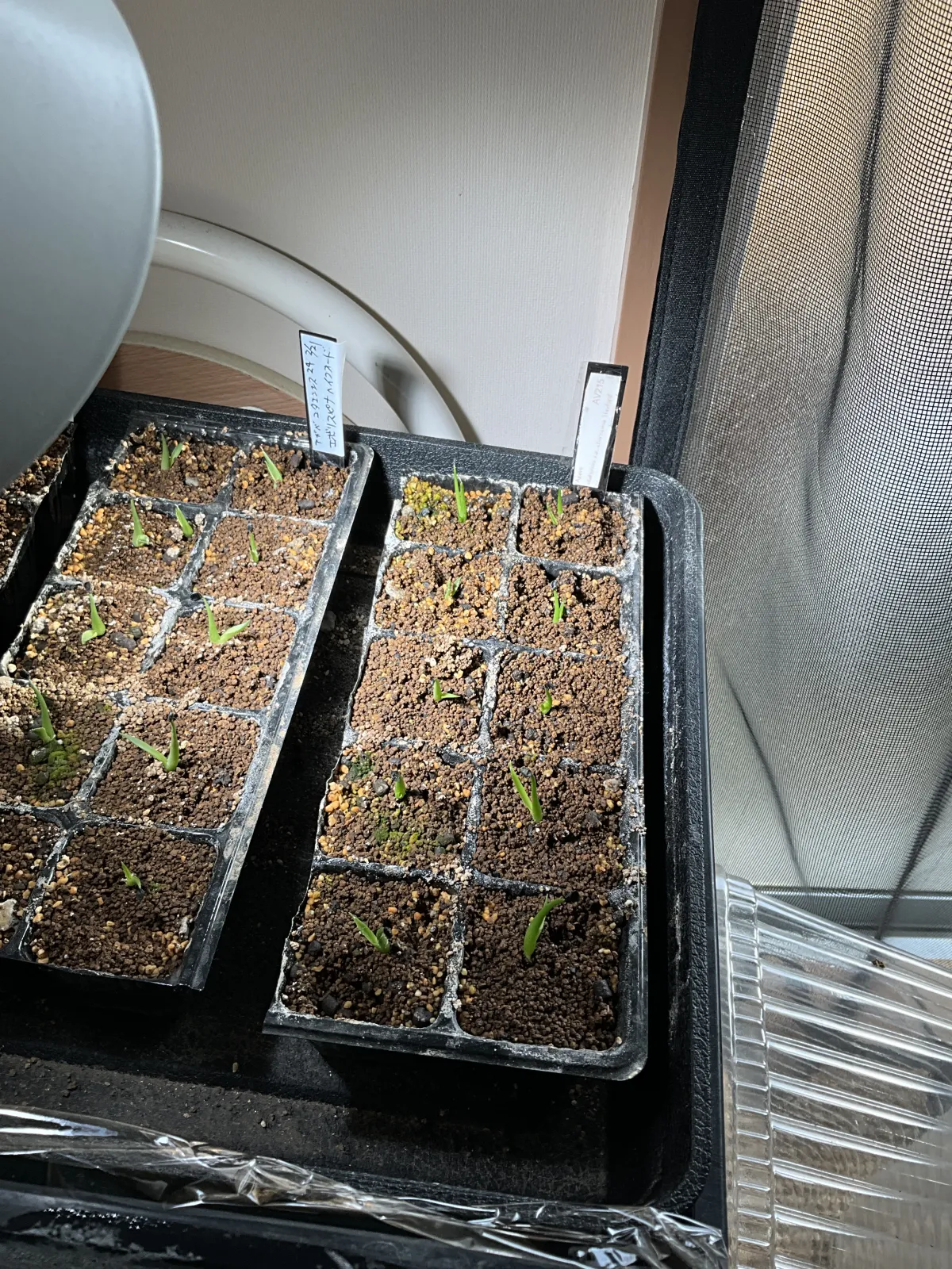 Agave utahensis var. eborispina 'Hayford' (アガベ エボリスピナ ヘイフォード)