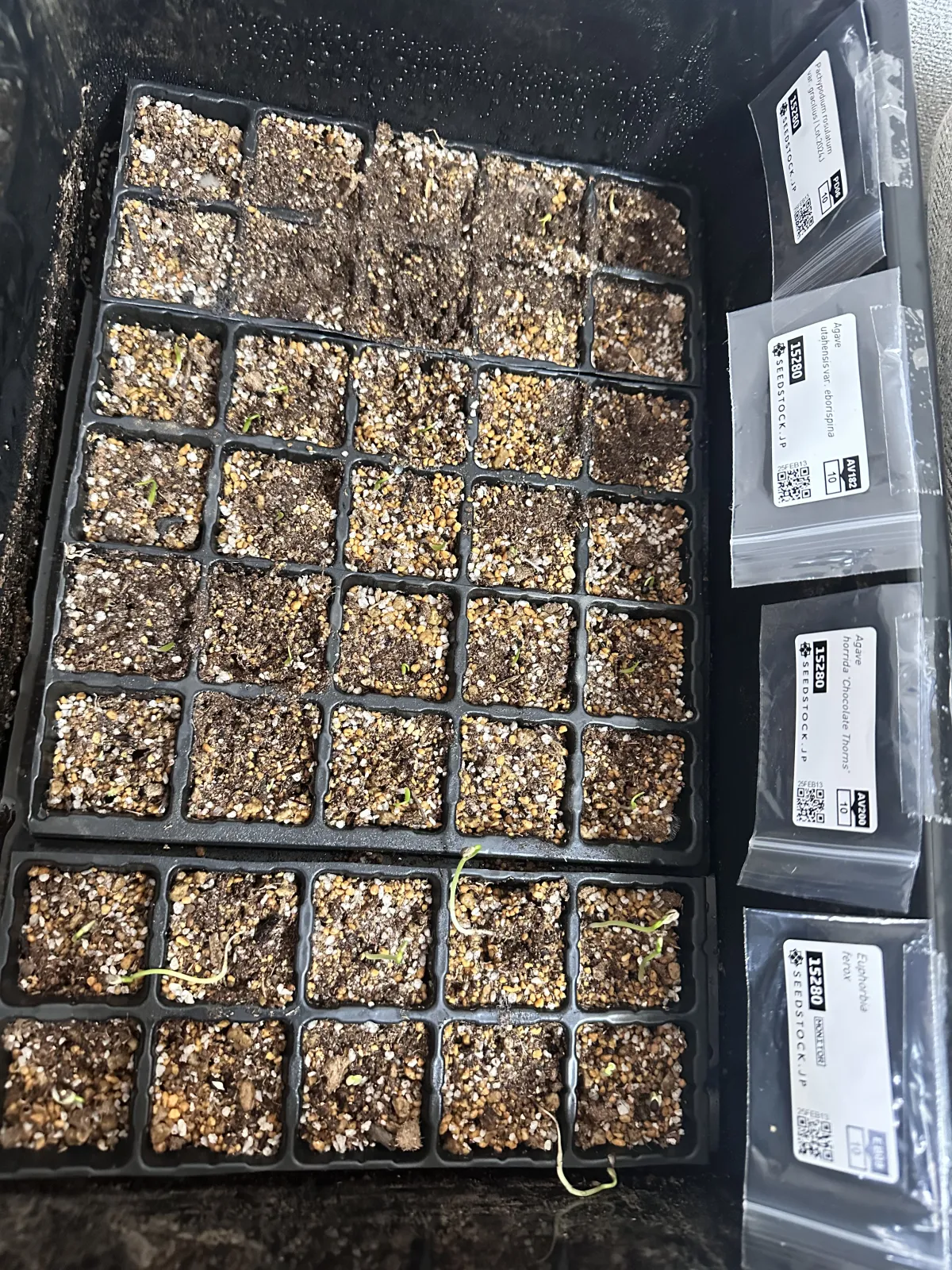 Euphorbia ferox (ユーフォルビア フェロックス)