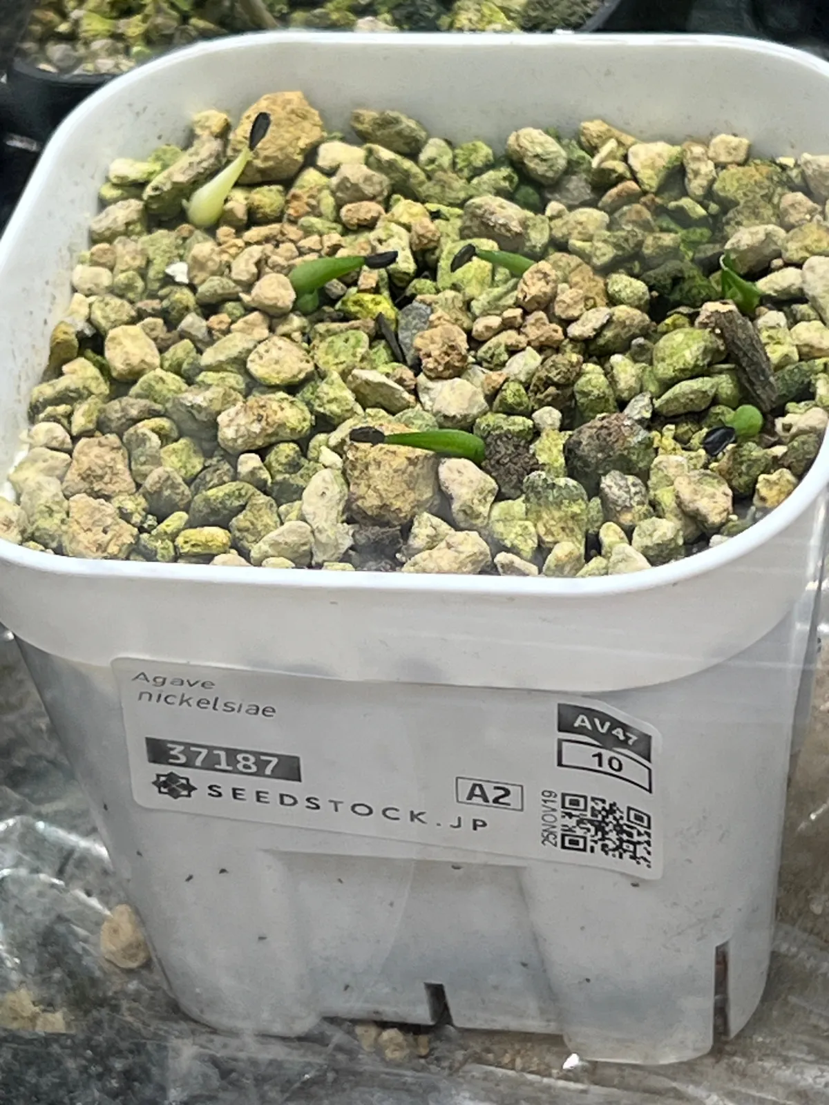 Agave nickelsiae (アガベ ニッケルシー)