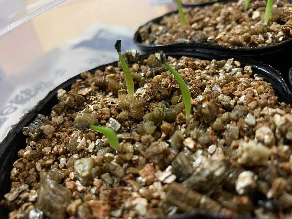 Agave montana (アガベ モンタナ)