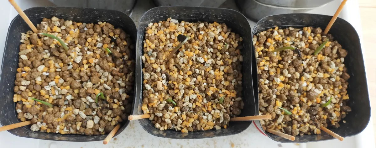 Agave seemanniana (アガベ ピグマエア)