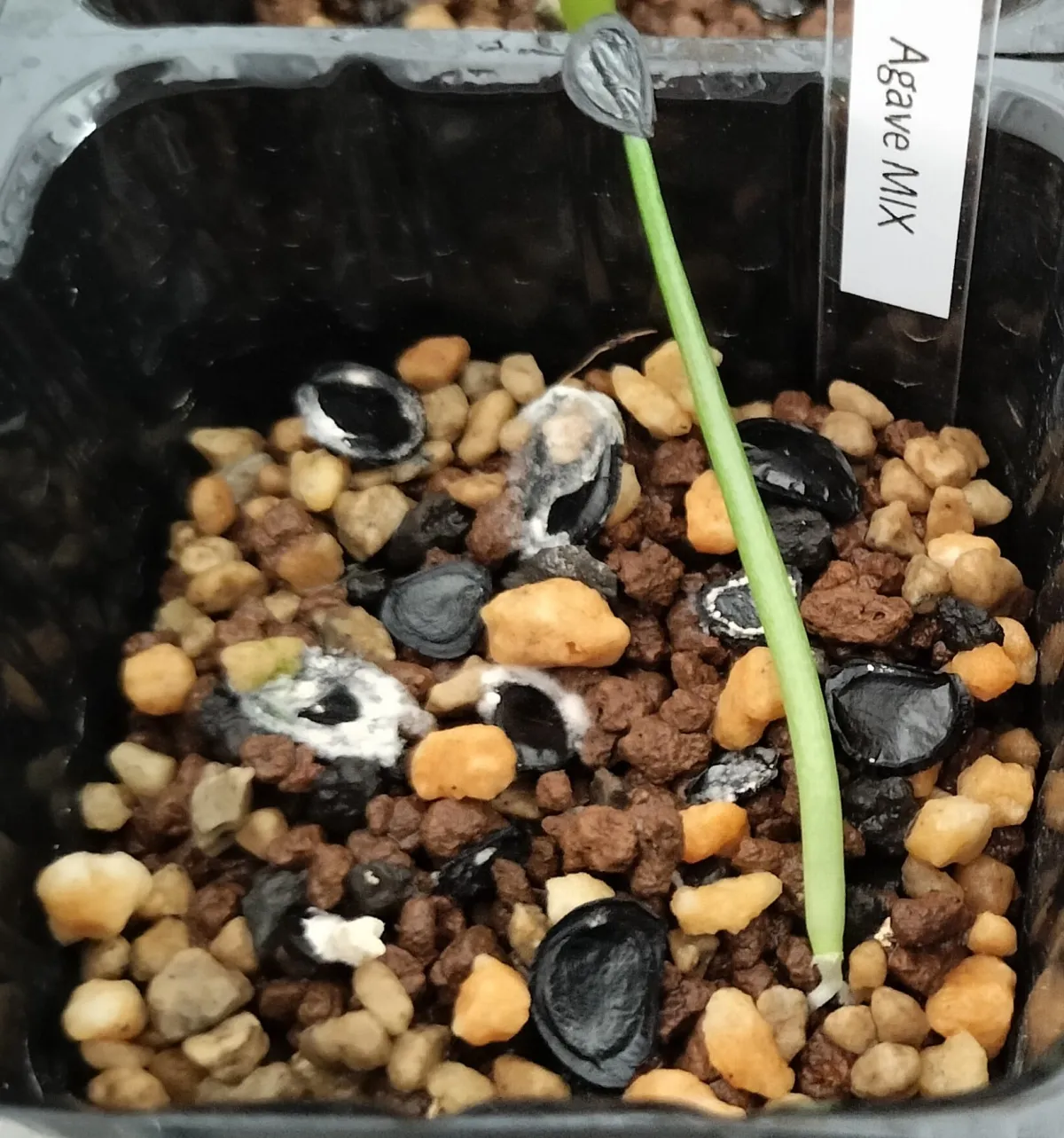  アガベ ミックス Agave Mix